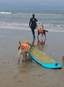 Charlie-loves-surfing-3-221x300